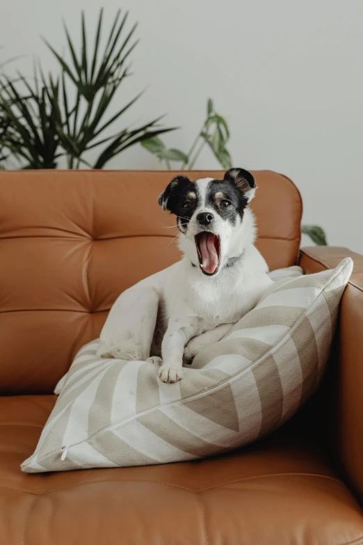 a dog sitting on top of a pillow on a couch, pexels contest winner, shouting, leather, jack russel dog, premium quality