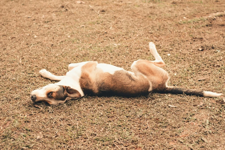 a brown and white dog laying on its back on the ground, unsplash, on a hot australian day, realistic », profile image, lawn