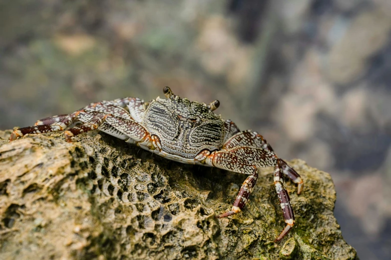 a crab that is sitting on a rock, a macro photograph, by Robert Brackman, unsplash, hurufiyya, 🦩🪐🐞👩🏻🦳, full frame image, grey, mixed animal