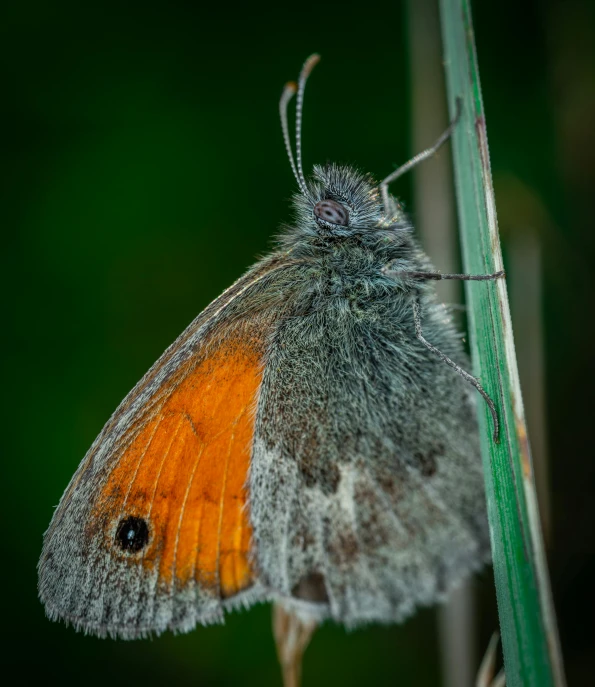 a close up of a butterfly on a plant, a macro photograph, by Sven Erixson, renaissance, grey orange, ringlet, high-quality photo, small upturned nose