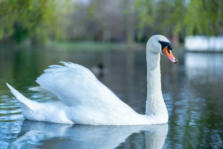 a white swan floating on top of a lake, pexels contest winner, arabesque, a handsome, sydney park, seraphine, where a large