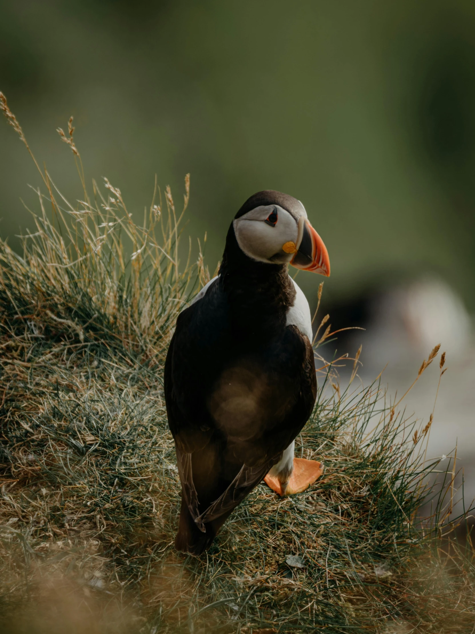 a bird that is standing in the grass, a picture, pexels contest winner, atlantic puffin, high angle shot, with backdrop of natural light, today\'s featured photograph 4k