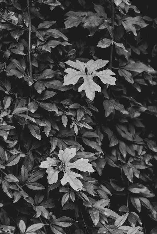 a black and white photo of some leaves, unsplash, 🌺 cgsociety, bushes and leafs, 15081959 21121991 01012000 4k, duality