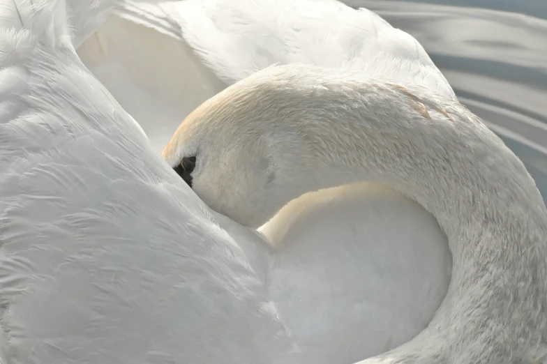 a white swan floating on top of a body of water, inspired by Frederick Goodall, pexels contest winner, romanticism, cuddling, silver，ivory, 2022 photograph, curved