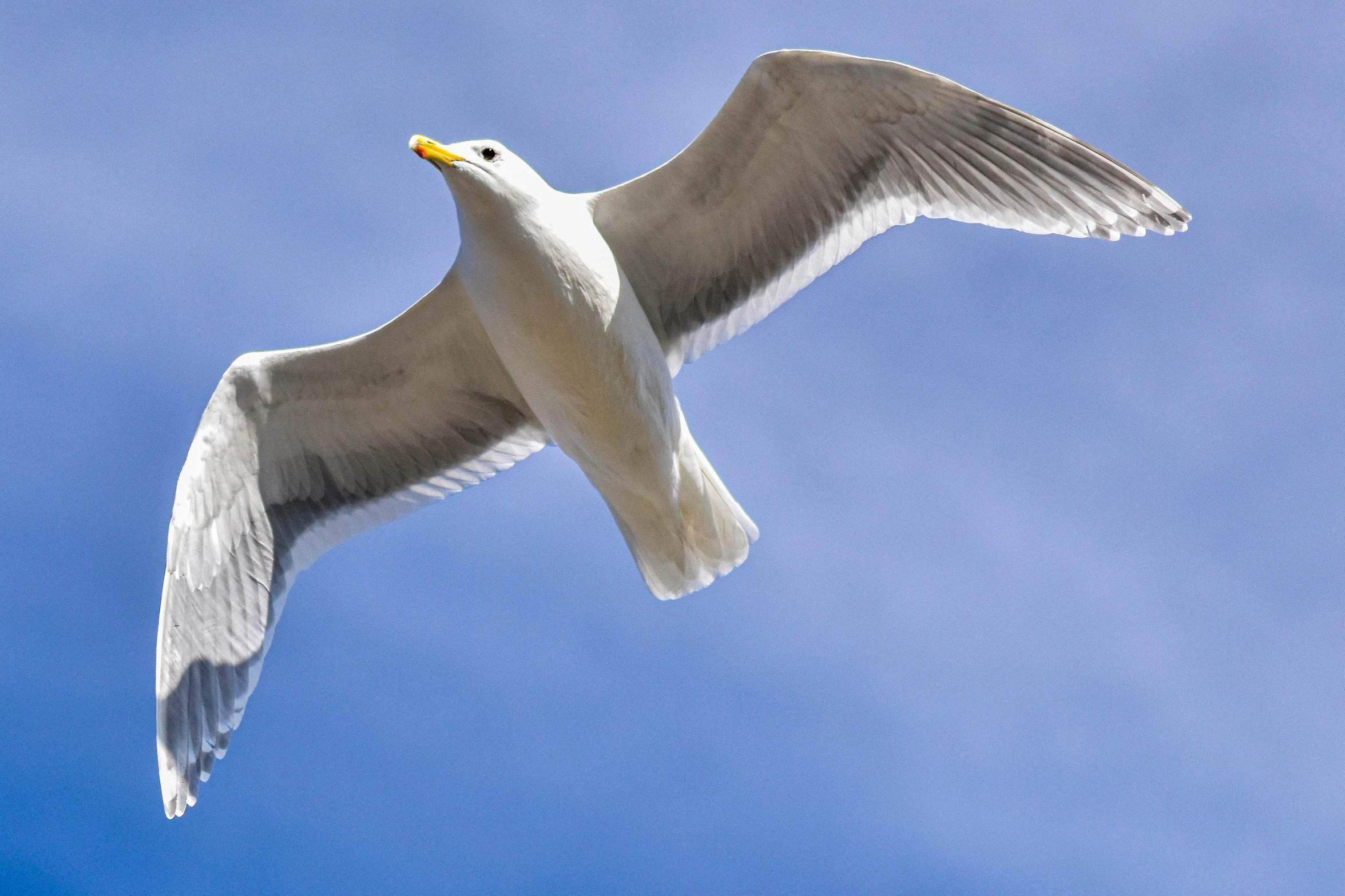 a white bird flying through a blue sky, an album cover, by David Budd, pexels contest winner, arabesque, seagull, grey, orkney islands, silver wings