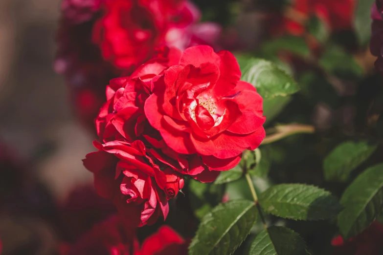 several red roses with green leaves in the foreground