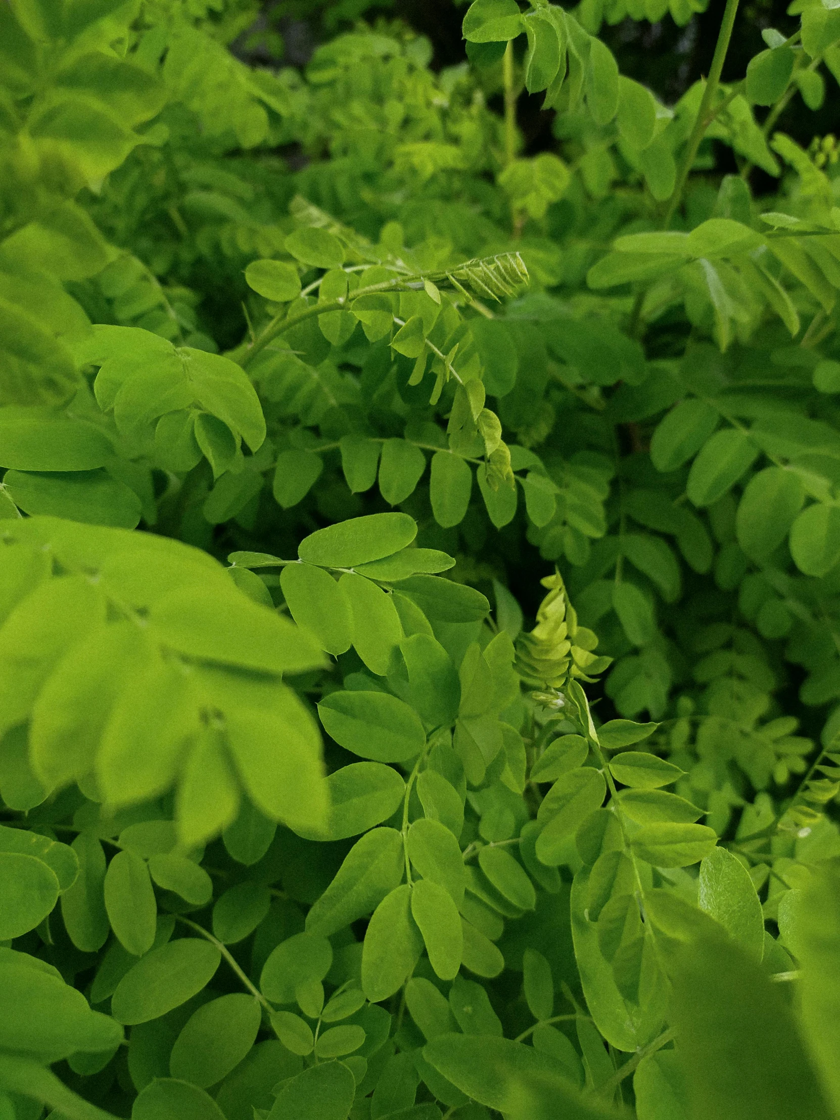 a bunch of green leaves sitting on top of a lush green field, hurufiyya, moringa juice, verdant plant wall, up-close, fern