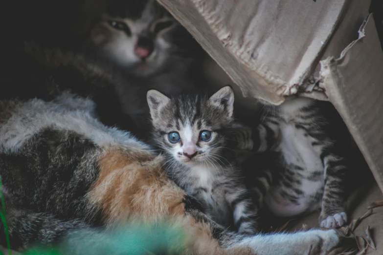 a couple of cats laying on top of a cardboard box, pexels contest winner, portrait of a kitten, cozy under a blanket, motherly, gif
