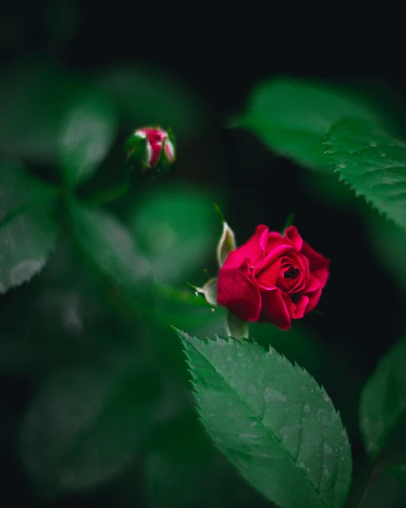 a close up of a red rose with green leaves, inspired by Elsa Bleda, unsplash, multiple stories, lgbtq, dof:-1, tourist photo