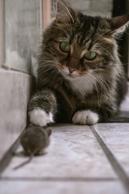 a cat laying on the floor next to a mouse, by Jan Tengnagel, pexels contest winner, walking towards camera, middle close up shot, crouching, a tall