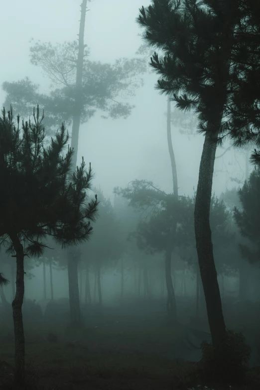 a group of trees that are standing in the fog, foreboding and eerie lighting, in avila pinewood, ((forest))