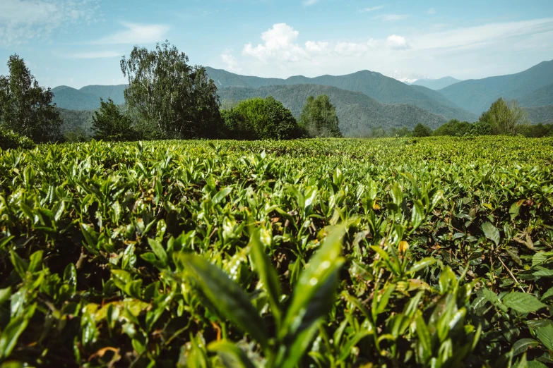 a field of green plants with mountains in the background, secret tea society, profile image, thumbnail, wideangle