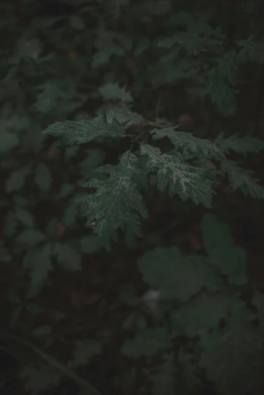 a green plant in the middle of a forest, inspired by Elsa Bleda, unsplash contest winner, tonalism, dark aesthetic, lo fi colors, oak leaves, liminal space aesthetic
