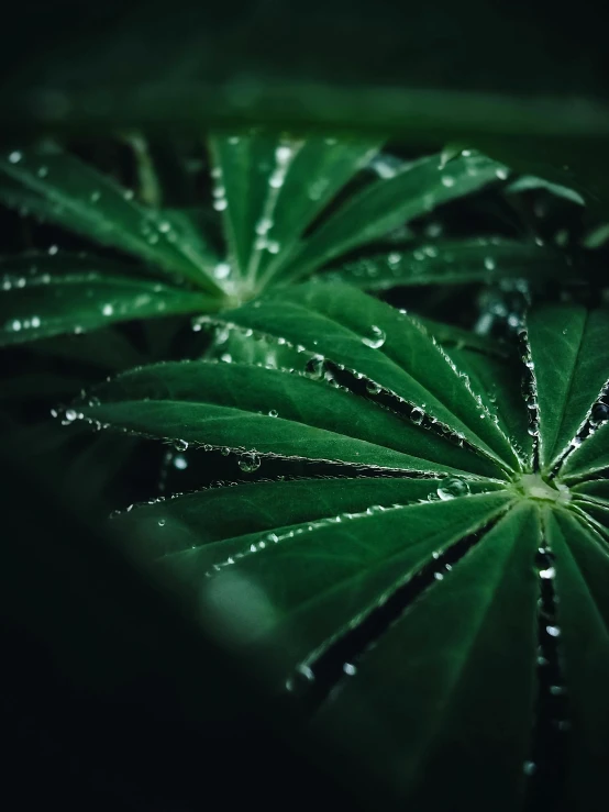 a green plant with water droplets on it, by Adam Marczyński, trending on unsplash, with green cannabis leaves, high detail 4 k, multiple stories, high angle close up shot