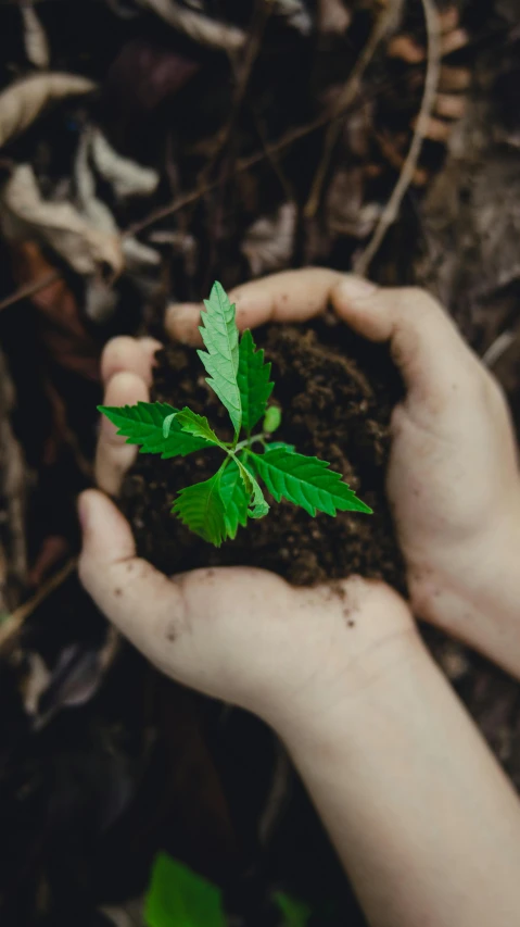 a person holding a small plant in their hands, an album cover, by Matt Cavotta, trending on unsplash, no cropping, organic biomass, ganja, dirt ground