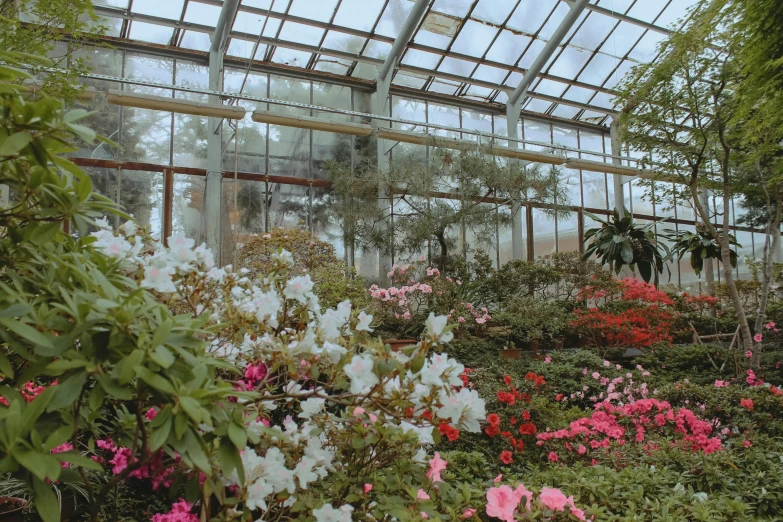 a greenhouse filled with lots of flowers and plants, an album cover, unsplash, bauhaus, japanese garden, museum photo, fan favorite, 2 5 6 x 2 5 6 pixels