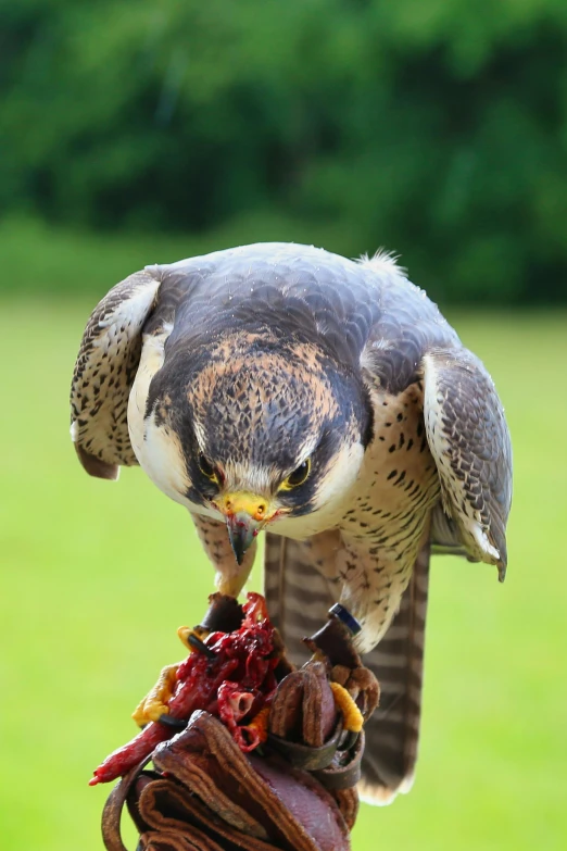 a close up of a bird of prey on a glove, offering a plate of food, facing the camera, on a pedestal, devouring