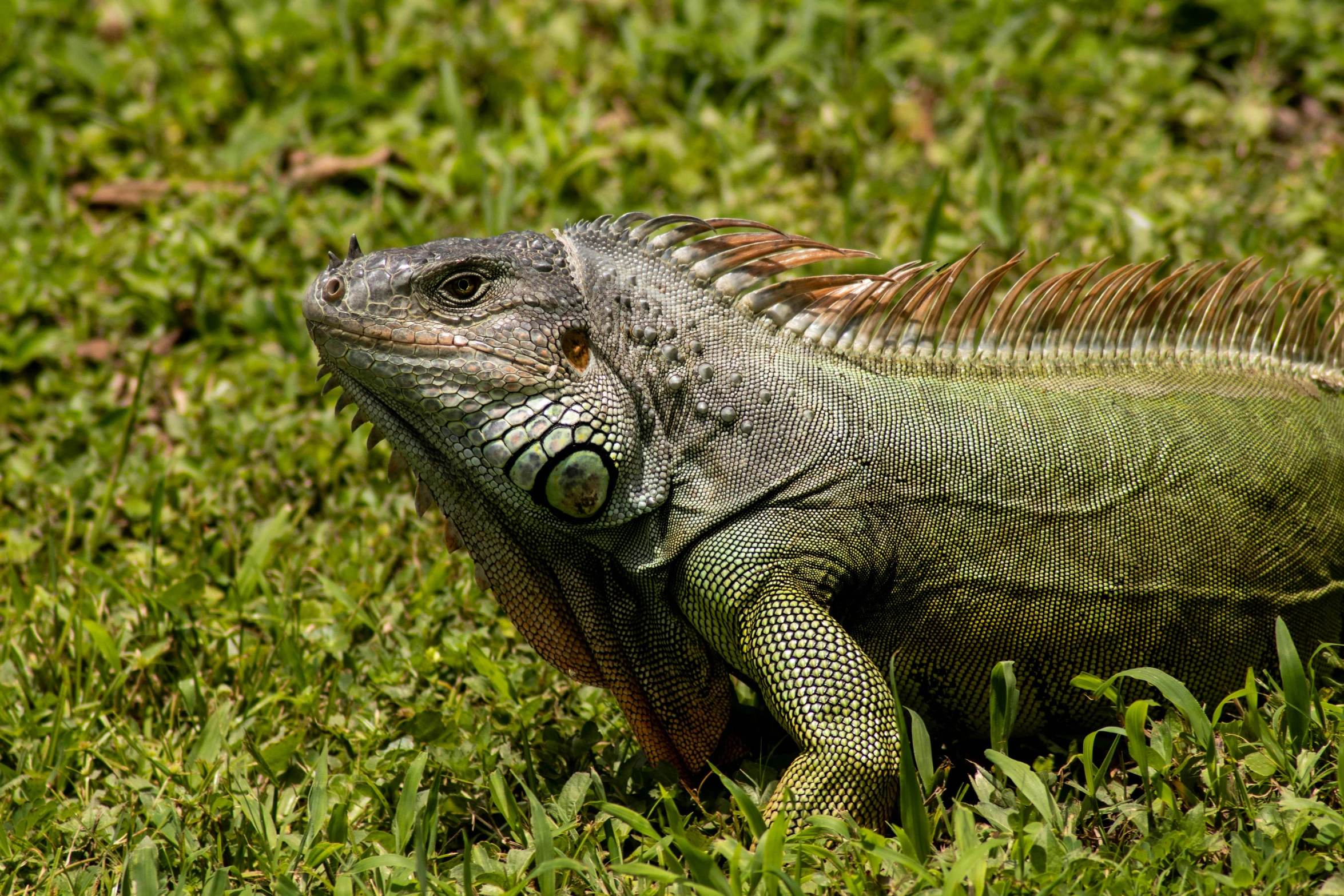 a large lizard sitting on top of a lush green field, avatar image, jamaican, dragon scales across hairline, on a green lawn