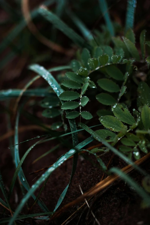 a close up of a plant with water droplets on it, inspired by Elsa Bleda, unsplash, forest floor, multiple stories, medium long shot, fern