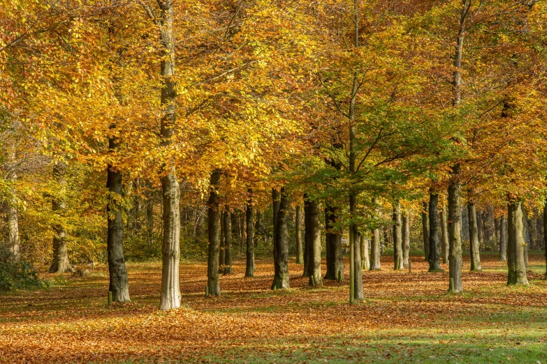 a forest filled with lots of trees covered in leaves, by Dietmar Damerau, shutterstock, fine art, fan favorite, northern france, yellows and reddish black, in a row