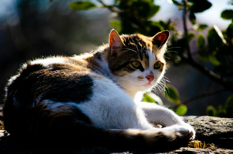 a cat that is laying down on a rock, in the sun, looking off to the side, desktop wallpaper, instagram photo