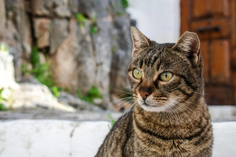 a close up of a cat sitting on a ledge, greek nose, unsplash photo contest winner, fan favorite, armored cat