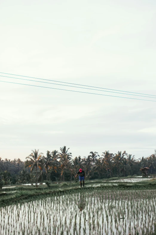 a person standing in the middle of a rice field, telephone wires, coconut trees, panoramic, near farm