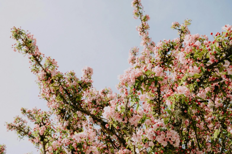 a tree with pink flowers against a blue sky, unsplash, with fruit trees, background image