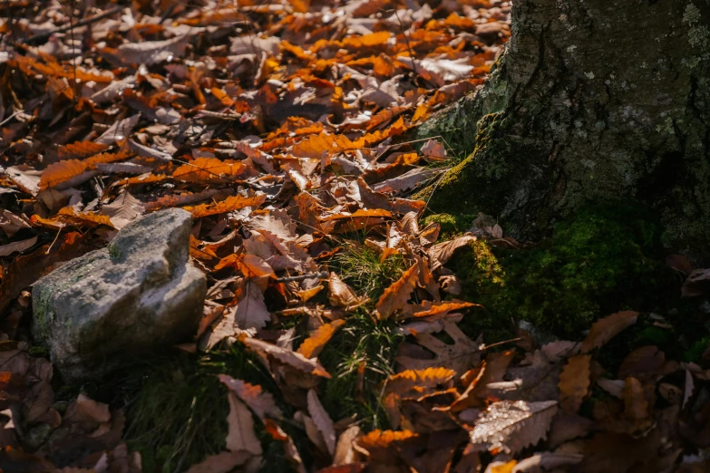 leaves on the ground next to a tree, pexels contest winner, dried moss, today\'s featured photograph 4k, warm glow, brown