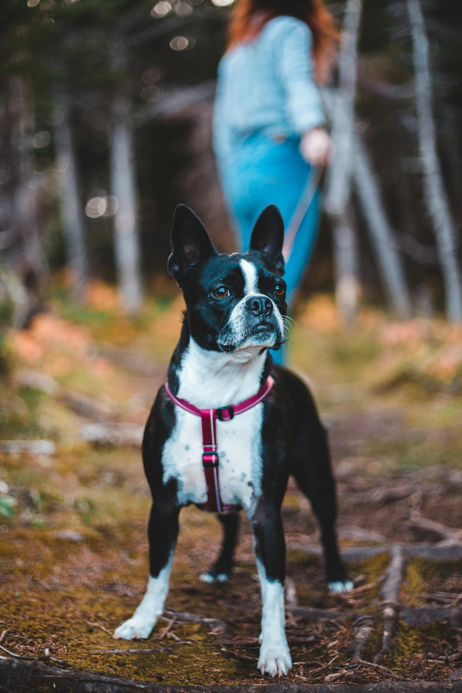 a woman walking a dog on a leash in the woods, pexels, renaissance, french bulldog, new hampshire, staring, petite