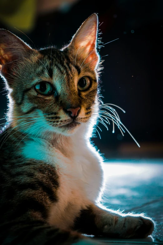 a close up of a cat laying on a floor, by Niko Henrichon, pexels contest winner, glowing with colored light, young male, with a blue background, soft light - n 9