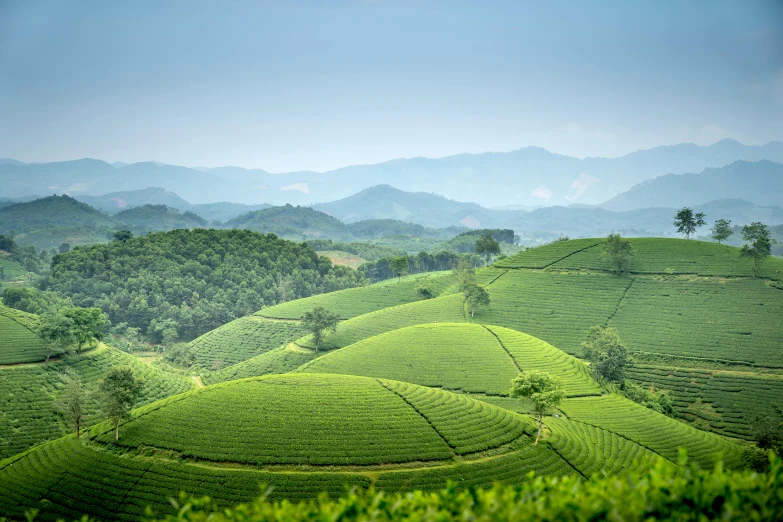 a lush green field with mountains in the background, by Adam Marczyński, unsplash contest winner, sumatraism, teapots, avatar image, guangjian, pyramid surrounded with greenery