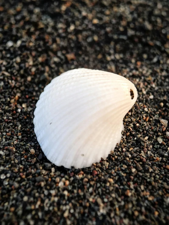 a white shell sitting on top of a sandy beach, on a dark rock background, seattle, gushy gills and blush, meg kimura