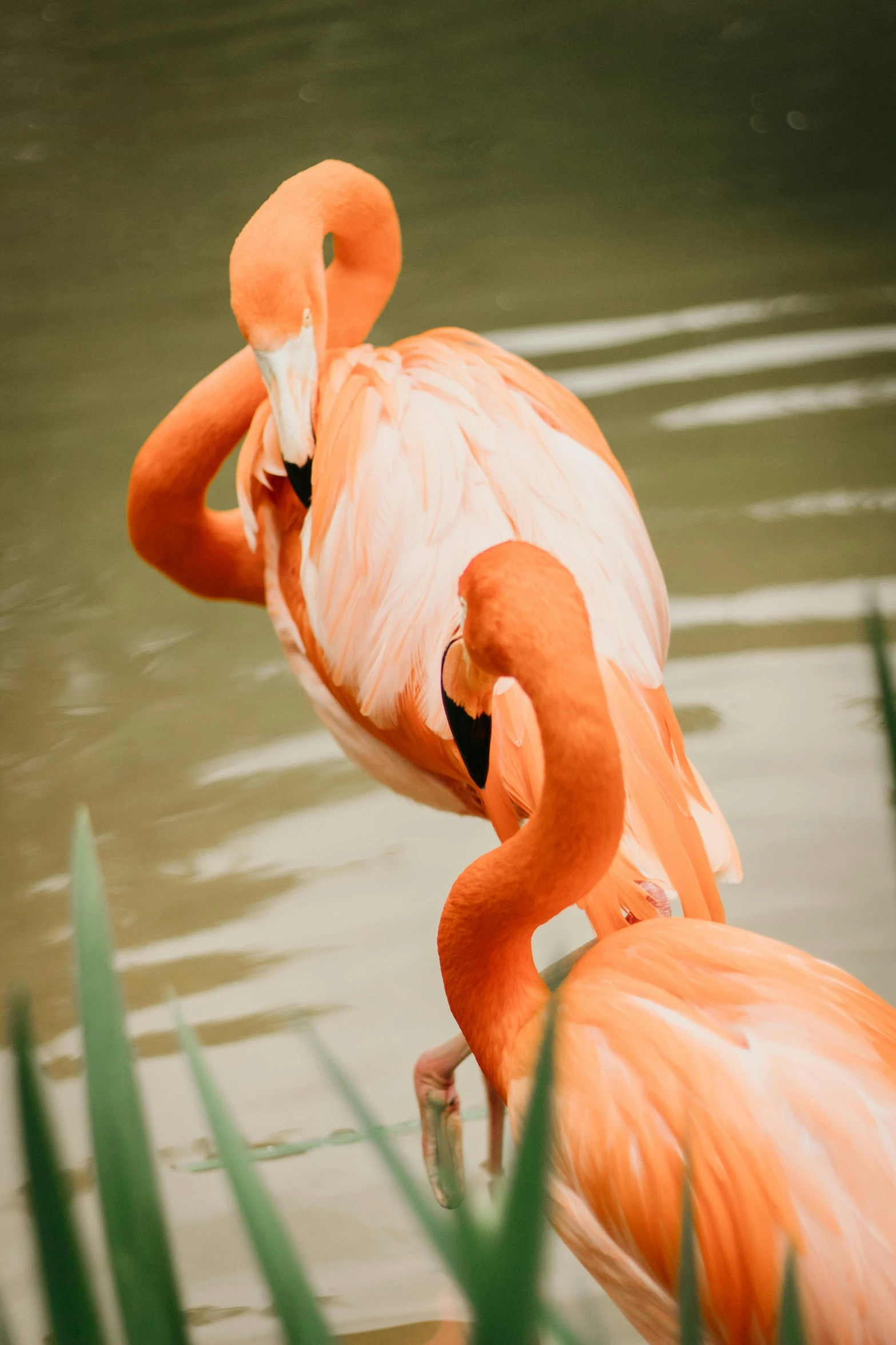 a couple of flamingos standing on top of a body of water, sitting at a pond