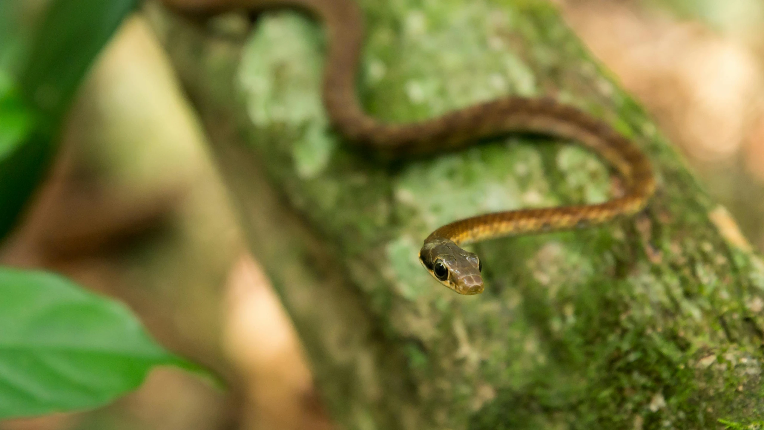 a close up of a snake on a tree branch, trending on pexels, sumatraism, avatar image, ethereal eel, brown, slide show