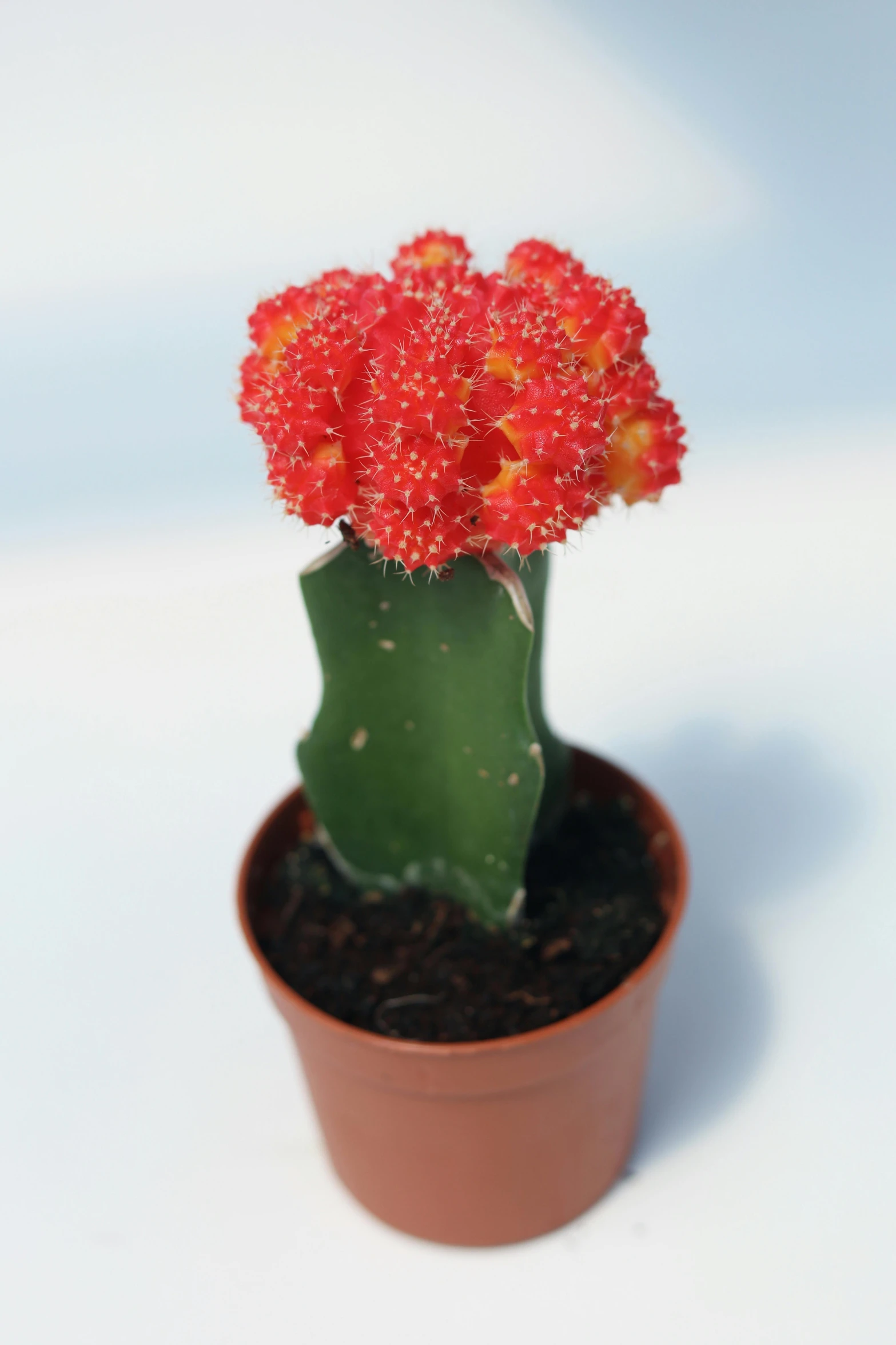 a close up of a small cactus in a pot, bittersweet, detailed product shot, celestial red flowers vibe, frontal shot