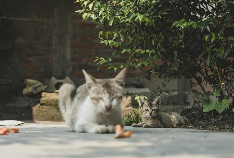 a couple of cats that are standing in the dirt, sitting under a tree, on the sidewalk, unsplash photo contest winner, laying on the ground