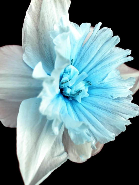 a flower in blue and white with no petals