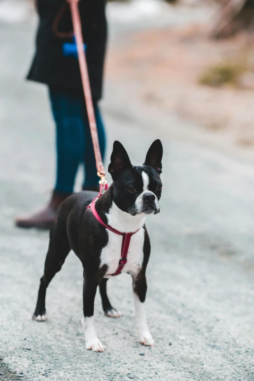 a small black and white dog on a leash, trending on unsplash, slightly - pointed ears, hill, casual, pastel'