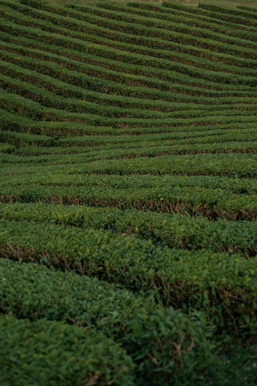 a person walking on a grassy hillside side