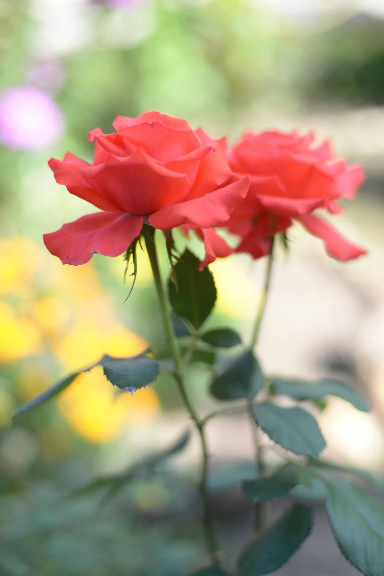 a close up po of a red rose