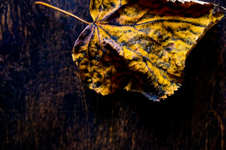 a close up of a leaf on a wooden surface, inspired by Elsa Bleda, art photography, thumbnail, ocher, ad image