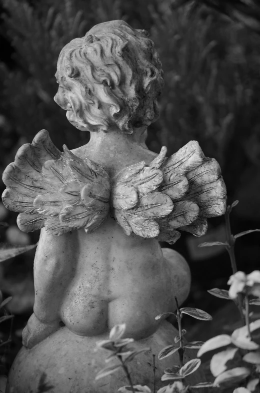 a black and white photo of a statue of an angel, a statue, inspired by Andrea del Verrocchio, rococo, view from the back, in salvia divinorum, cupid, feathery wings