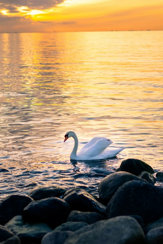 a white swan floating on top of a body of water, at the golden hour, reykjavik, at the waterside, regal