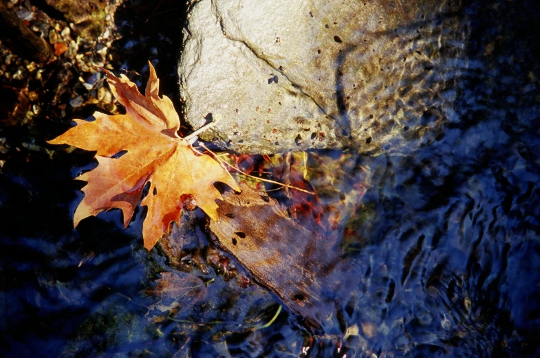 a leaf that is sitting in some water, inspired by Andrew Wyeth, unsplash, photorealism, medium format color photography, deep colours. ”