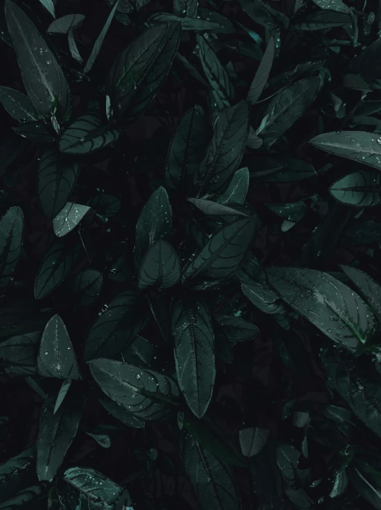 a black and white photo of a plant, an album cover, inspired by Elsa Bleda, trending on unsplash, ( ( dark green, horror wallpaper aesthetic, ☁🌪🌙👩🏾, dark green leaves