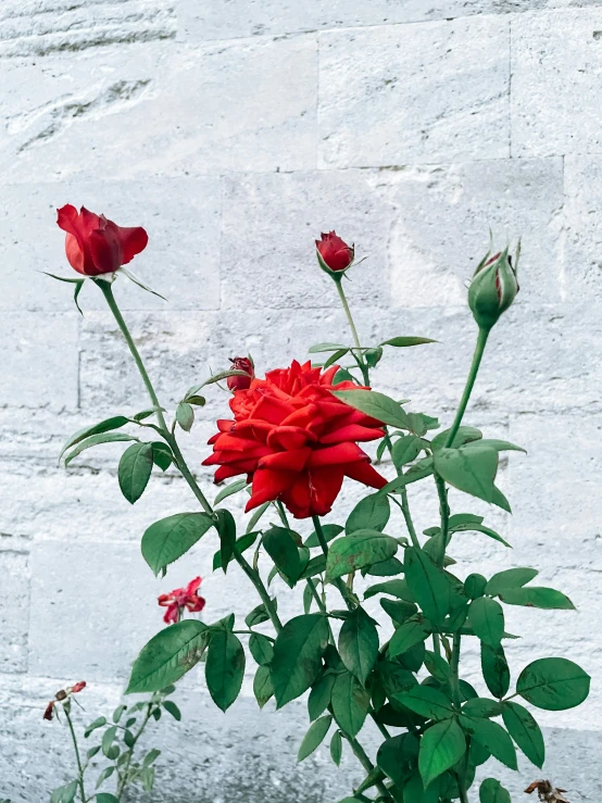 some red flowers are in a pot outside