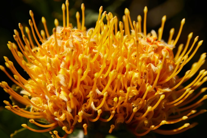 a close up of a yellow flower on a plant, by Elizabeth Durack, hurufiyya, orange fluffy spines, flame shrubs, various posed, ready to eat