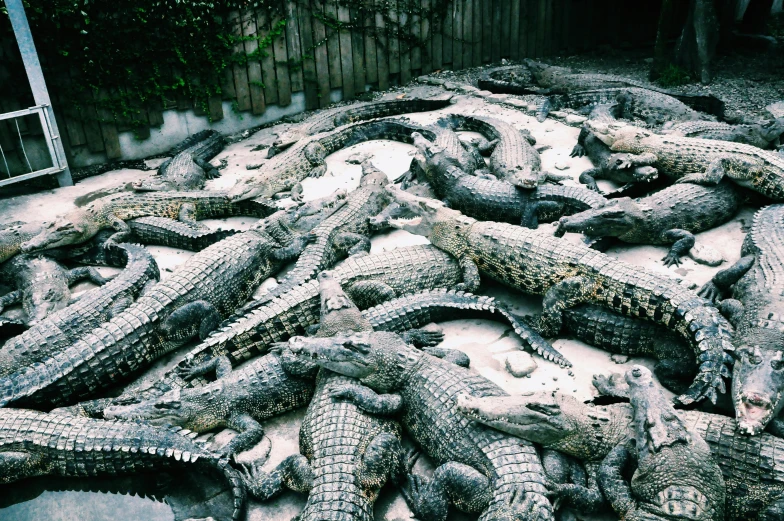 a bunch of alligators that are laying on the ground, an album cover, unsplash, portra 8 0 0 ”, 🦩🪐🐞👩🏻🦳, vacation photo, freezing