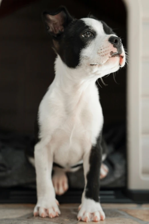 a small black and white dog standing in front of a dog house, by Jan Tengnagel, trending on unsplash, studio lit, in a fighting pose, small freckles, dynamic closeup